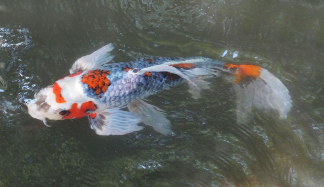 Koi in Winterthur Garden